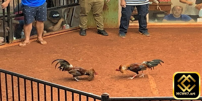 Bạn cần dành thời gian nghiên cứu kỹ lưỡng về các giống kê đá