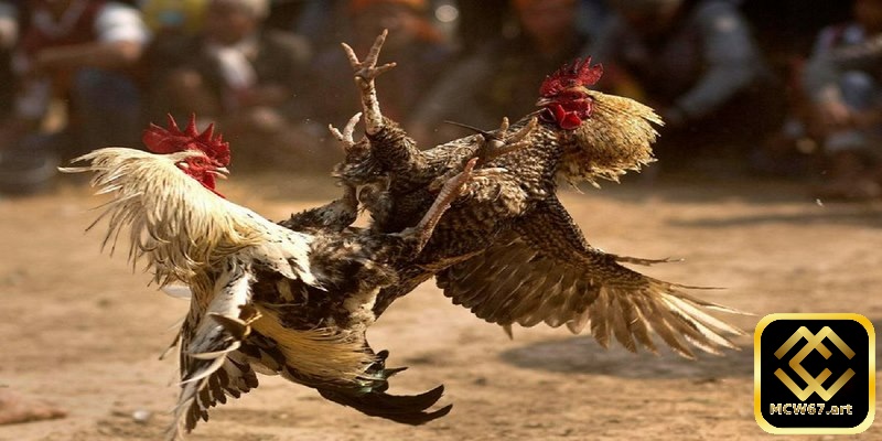 Đá gà thomo là gì?