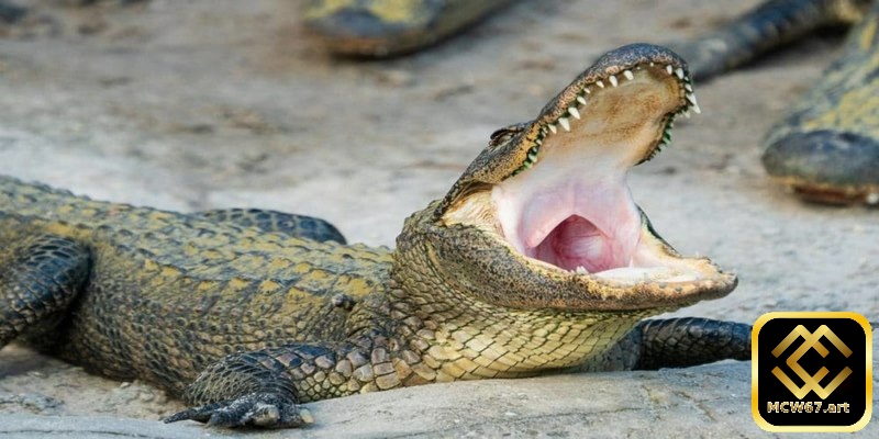 Khi bạn mộng thấy cá sấu ăn thịt đồng loại quất ngay cặp đề 00 - 90